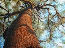 Bragg "The Big Tree"