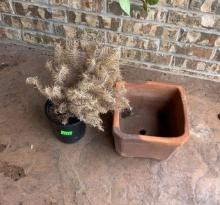 Square pot and plant