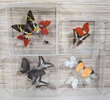 4 Mounted Butterfly Taxidermy in Acrylic Shadow Boxes