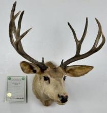Colorado Pope & Young Record Book Mule Deer Mount