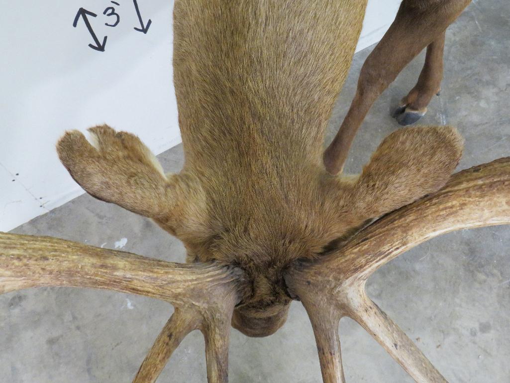 Lifesize Elk w/Real Antlers TAXIDERMY