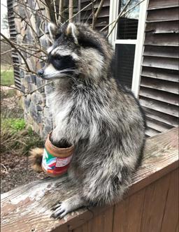 Peanut Butter Raccoon, New taxidermy, cute, log cabin decor 18 inches tall 12 inches wide