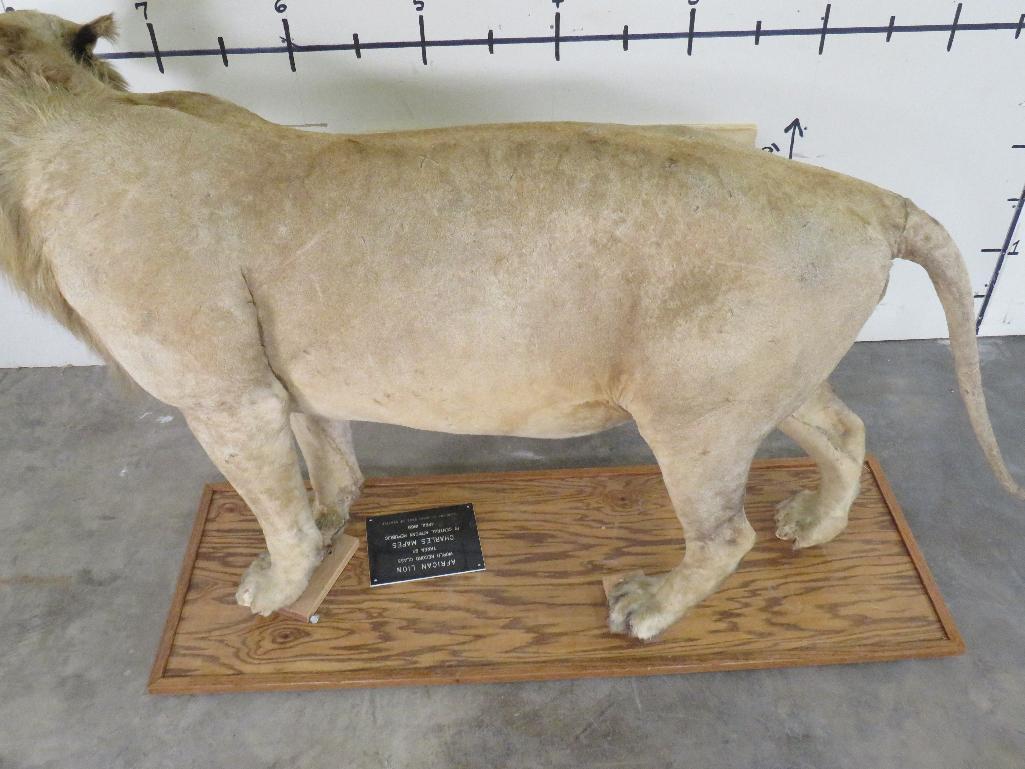 Vintage Lifesize African Lion on Base, Taken in 1969 *TX RES ONLY* TAXIDERMY