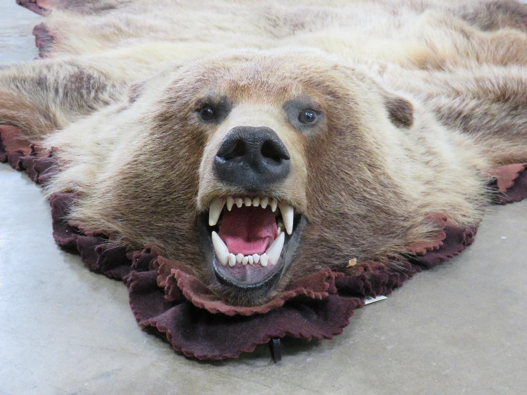 Nice Felted Grizzly Bear Rug w/Mounted Head -No claws TAXIDERMY