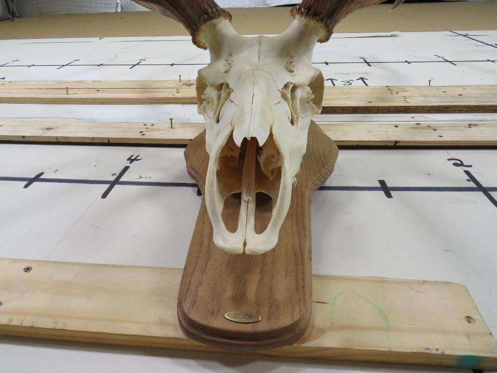 BIG Elk Skull on Plaque w/All Teeth TAXIDERMY