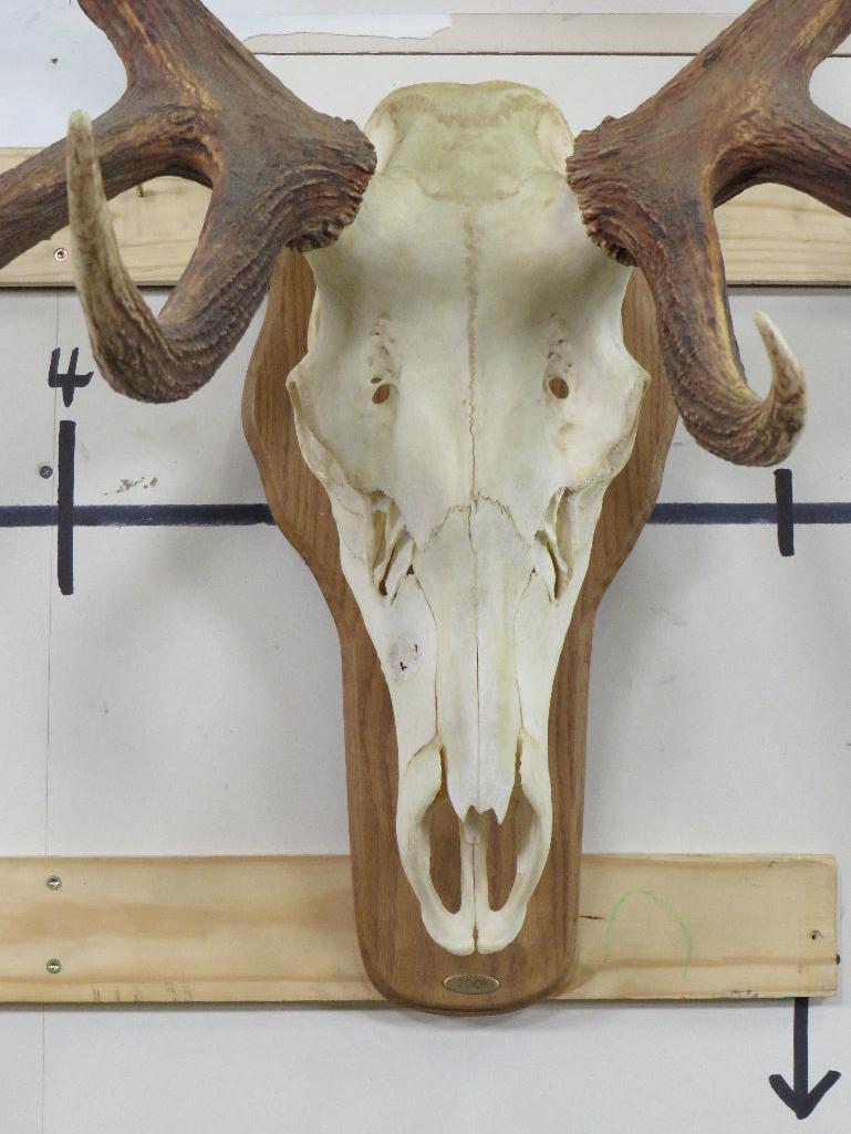BIG Elk Skull on Plaque w/All Teeth TAXIDERMY