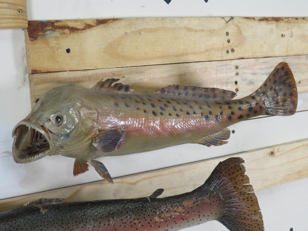 2 Vintage Real Skin Fish (ONE$) TAXIDERMY