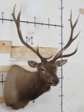 Newer Elk Sh Mt TAXIDERMY