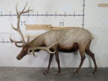 Very Nice XL Lifesize Elk w/Removable Antlers TAXIDERMY