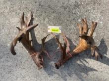 MASSIVE set of 250 inch plus White tail deer shed antlers ,22 points on right antler 17 on left drop