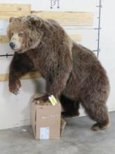 Really Big, Nice Lifesize Brown Bear w/Huge Head and all Claws *No base TAXIDERMY