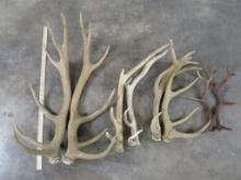 4 Sets of Elk Cut Offs & Sheds 17.6lbs TAXIDERMY