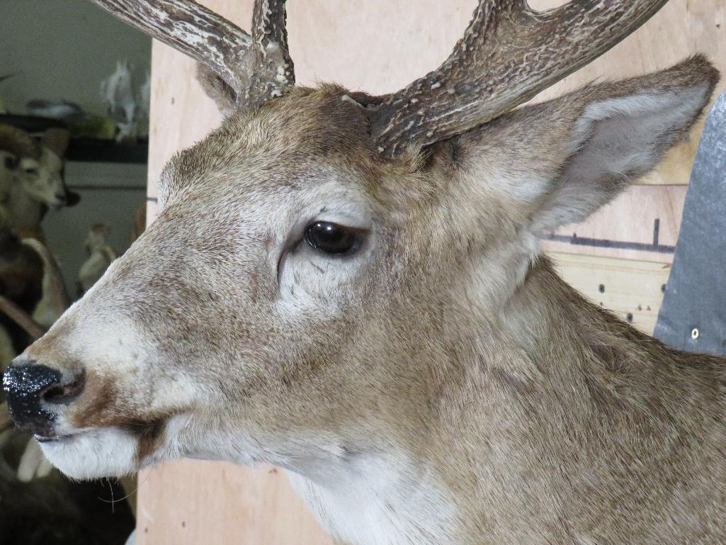 Nice/Heavy 11 Pt Whitetail Sh Mt on Plaque TAXIDERMY