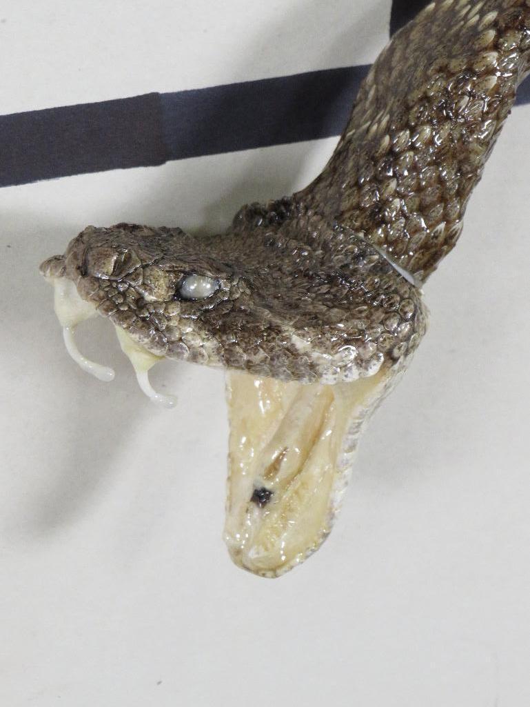 Very Nice/New Western Diamondback Rattlesnake Wrapped Cane w/Mounted Head & Big Fangs TAXIDERMY