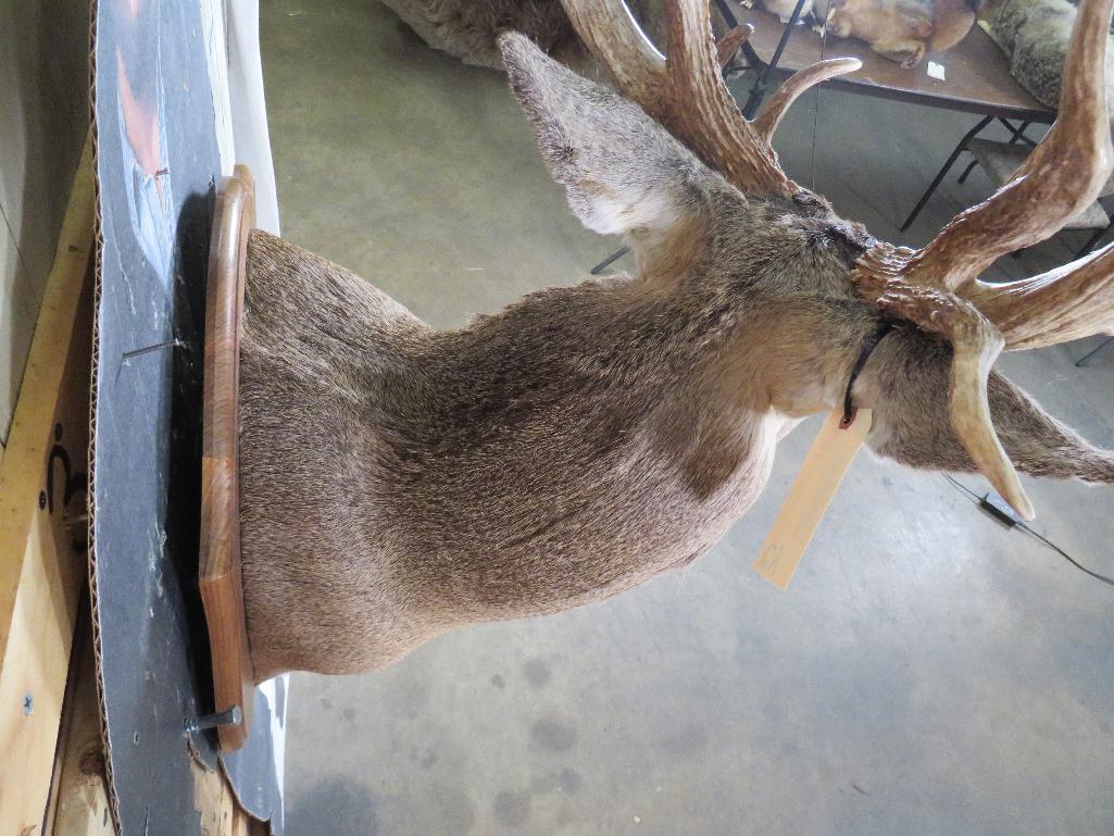 Very Nice/Heavy 20 Pt Whitetail Sh Mt on Plaque TAXIDERMY