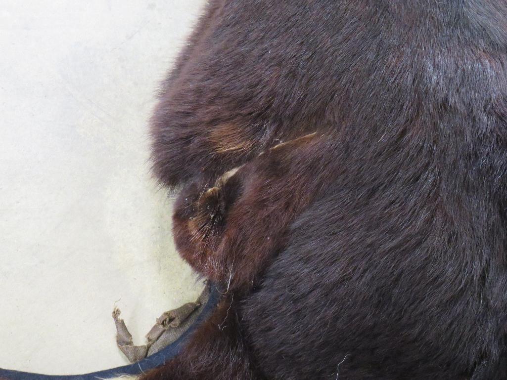 Antique Black Bear Rug w/Mounted Head TAXIDERMY