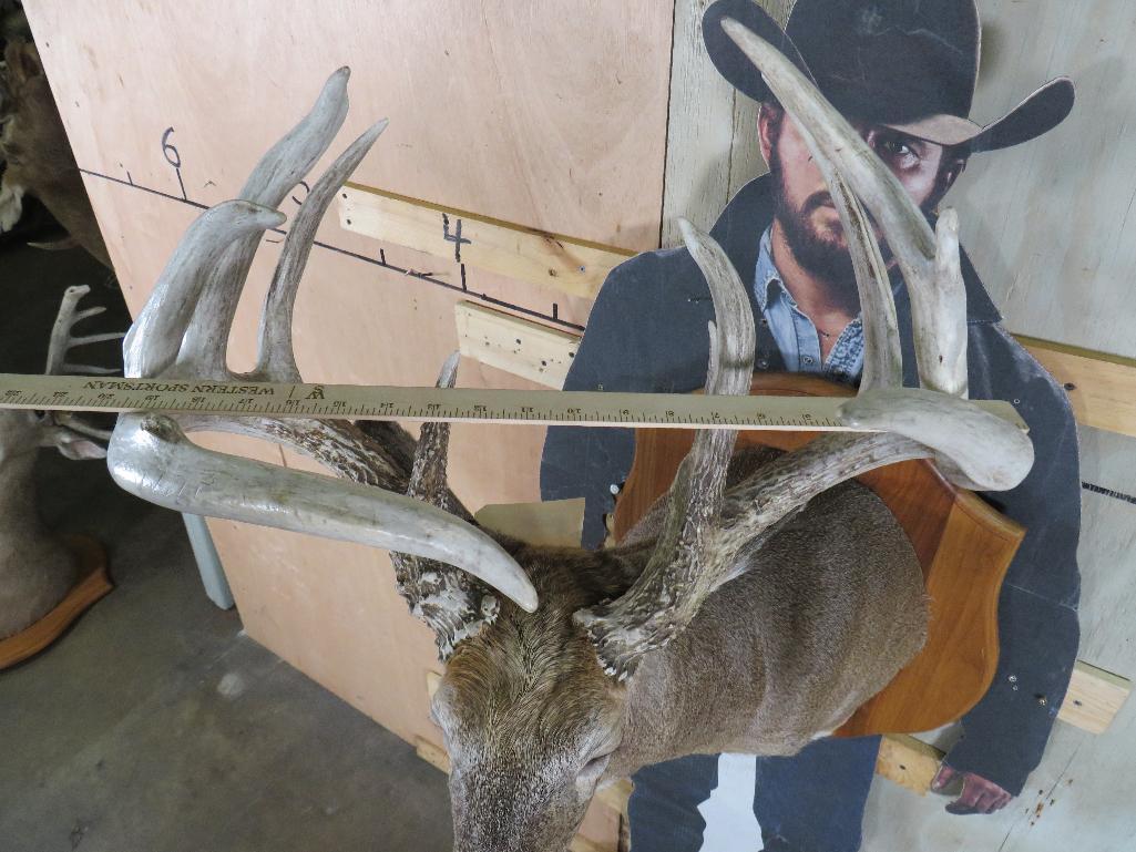 Nice Heavy 11 Pt Whitetail Sh Mt on Plaque TAXIDERMY