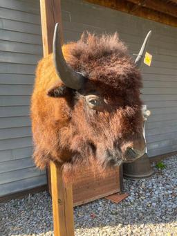 BIG, North American Bison, or Buffalo, sho. mount , 44 inches tall X 35 inches out ,21 inch horn spr