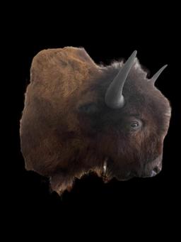 BIG, North American Bison, or Buffalo, sho. mount , 44 inches tall X 35 inches out ,21 inch horn spr