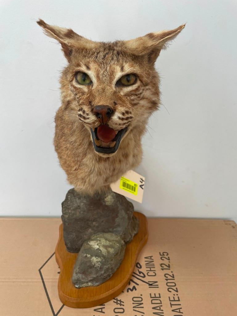 Rarely seen Bobcat shoulder pedestal mount , very nice, taxidermy, on a nice 9 X 8 inch rock base, 1