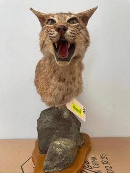 Rarely seen Bobcat shoulder pedestal mount , very nice, taxidermy, on a nice 9 X 8 inch rock base, 1