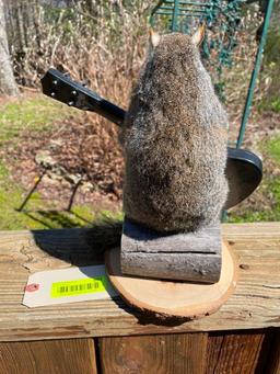 Country music star, Guitar playing Squirrel, or Rock Star ? 11 1/2 inches tall, 8 1/2 inches wide on