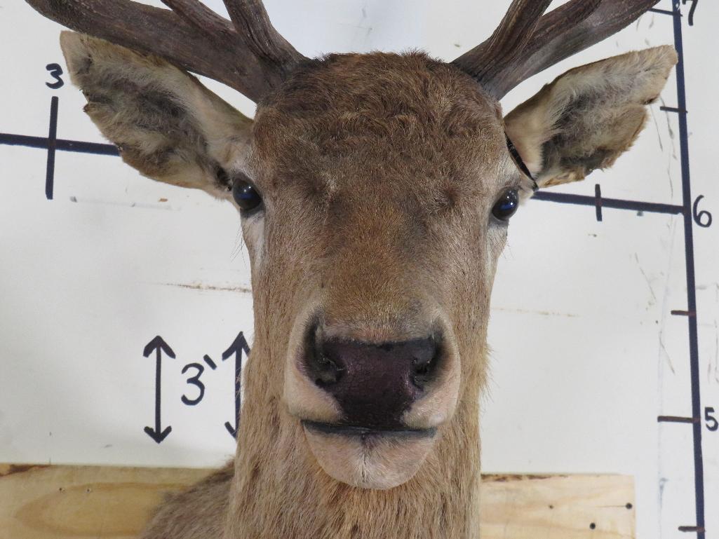 Vintage Elk Sh Mt TAXIDERMY