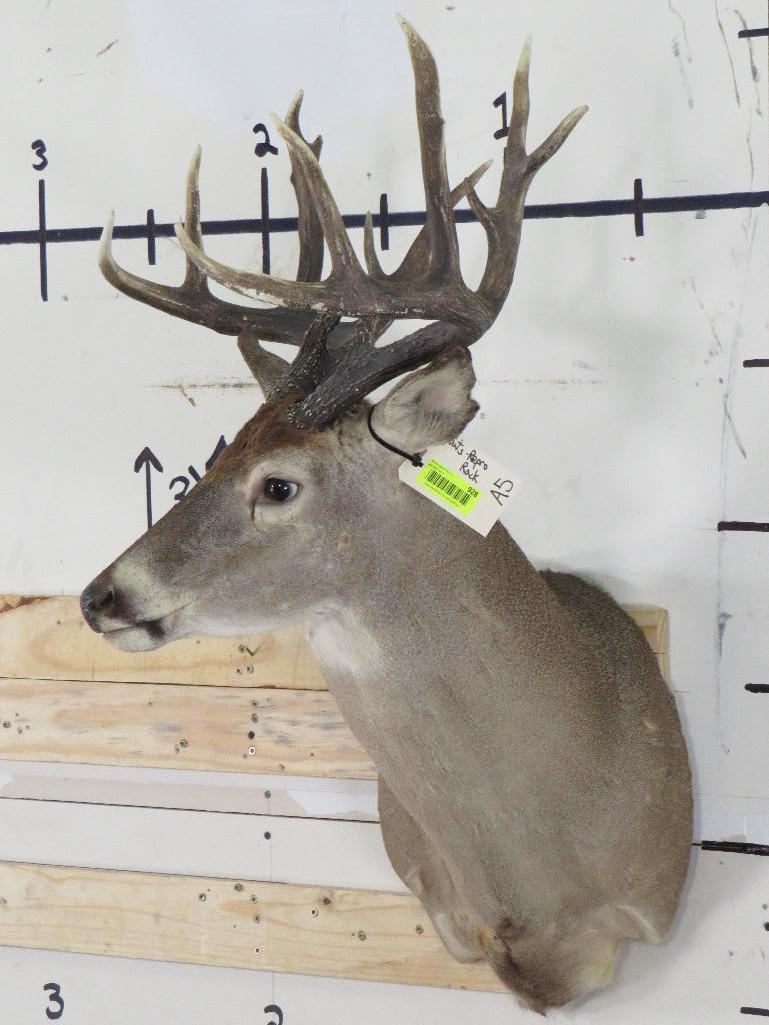 13 Pt Whitetail Sh Mt w/Repro Antler TAXIDERMY