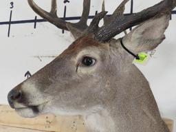13 Pt Whitetail Sh Mt w/Repro Antler TAXIDERMY