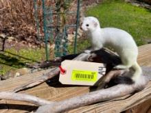 Beautiful little White Weasel, or Ermine, on driftwood base, 6 1/2 inches tall, X 14 inches long 9 i