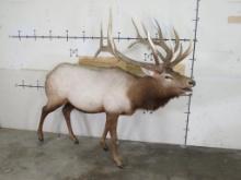 Lifesize Elk w/Real Antlers TAXIDERMY