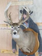 Very Nice/Heavy 20 Pt Whitetail Sh Mt on Plaque TAXIDERMY