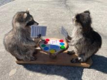 A pair of poker playing Raccoons, Cute, NEW taxidermy, with table, cards & chips ! 34 inches long, 2