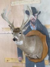Nice/Heavy 11 Pt Whitetail Sh Mt on Plaque TAXIDERMY