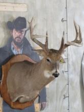 Nice Heavy 11 Pt Whitetail Sh Mt on Plaque TAXIDERMY