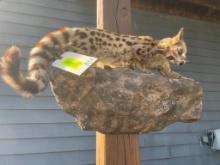 Beautiful, Large Spotted Genet cat, on a natural rock base wall hanging, 28, long X 14, tall & 11 in