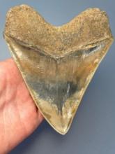 STUNNING 5 3/8" Megalodon, Every Serration is PERFECT! Wow!