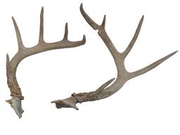 Set of large Deer antlers
