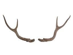 Set of small Deer antlers