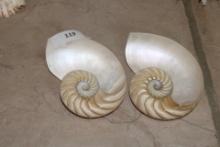 Nautilus Shell Lot
