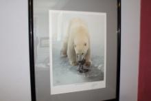 Jay Stock Polar Bear Portrait. 1984