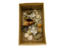 Lot of Seashells in Box