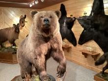 Alaskan Inland Grizzley Bear
