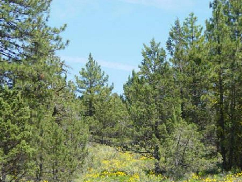 BREATHTAKING CALIFORNIA LAND! CALIFORNIA PINES SUBDIVISION! EXCELLENT INVESTMENT! TAKEOVER PAYMENTS!