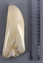 ANTIQUE WHALE TOOTH FOR SCRIMSHAW