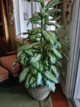 LARGE Artificial Plant W/ Planter / 5.5' Tall