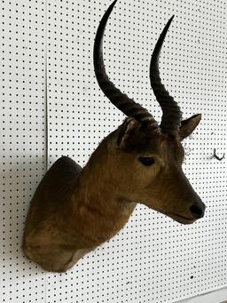 African Puku Taxidermy Wall Mount