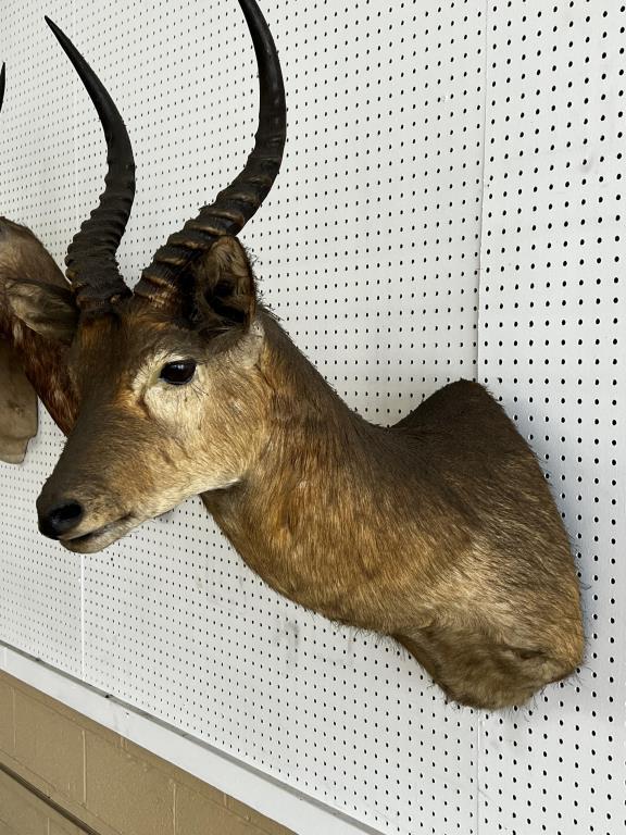 African Puku Taxidermy Wall Mount