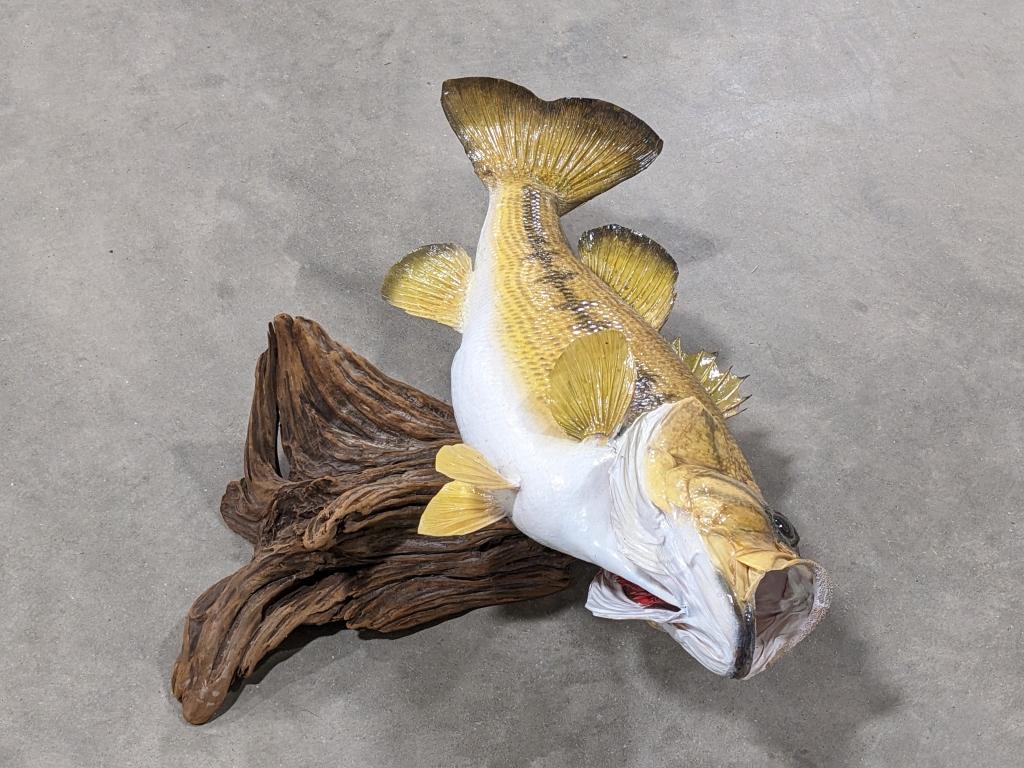 Large Mouth Bass Taxidermy Mount on Drift Wood