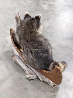 Full Body Racoon on a Birch Bark Canoe